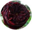 Africa Rose rose photo