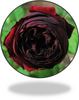Africa Rose rose photo