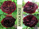 Africa Rose rose photo