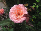 Enchanted Autumn rose photo