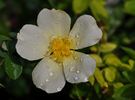 Wildflower rose photo