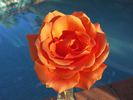 Janine Herholdt rose photo