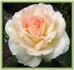Messara rose photo