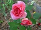 Dara rose photo