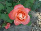Dorothy Wilson rose photo