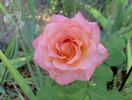 Rejoice rose photo