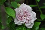 Gletscher rose photo