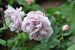 Gletscher rose photo
