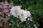 White Roadrunner ® rose photo