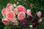 Jet Set rose photo