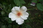White Wings rose photo
