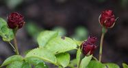 Tantau's Überraschung rose photo