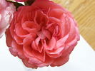 Sweet Promise ™ rose photo