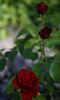 Tantau's Überraschung rose photo