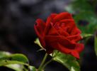 Tantau's Überraschung rose photo
