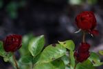 Tantau's Überraschung rose photo