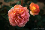 Arlequin ® rose photo