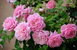 Discovery rose photo