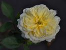 Licorice Tea rose photo