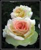 Messara rose photo
