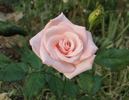 Origami ™ rose photo