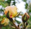 Fakir's Delight rose photo