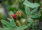 Fakir's Delight rose photo