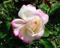 Miwaku rose photo