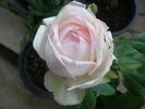 Polybag Joshi rose photo