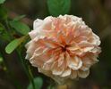 Morabito ® rose photo