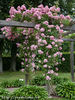 Valdemar rose photo