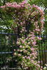 Valdemar rose photo