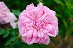 Madame d'Enfert rose photo