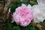 George Cuvier rose photo
