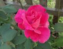 Showqueen rose photo
