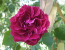 Kanpai rose photo
