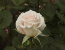 Lady Beauty rose photo
