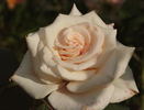 Lady Beauty rose photo