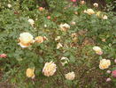 Manyo rose photo