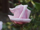 Shunpo rose photo