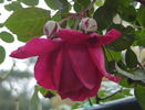 Janet Morrison rose photo