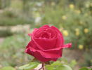 Janet Morrison rose photo