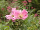 Mary Guthrie rose photo