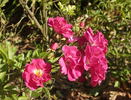 Mrs. Alston's Rose rose photo