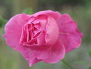 Zara Hore-Ruthven rose photo