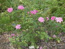Zara Hore-Ruthven rose photo