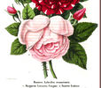 Eudoxie rose photo