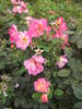 Brite Eyes rose photo