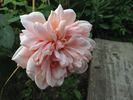 Gloaming rose photo