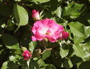 Rivierenhof rose photo